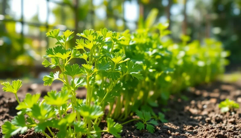 how to care for cilantro plant